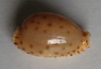 Cypraea macandrewi , G. B. Sowerby II, 1870