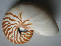 Nautilus pompilius, Linnaeus, 1758 