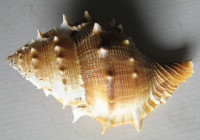 Bufonaria perelegans, Beu, A.G., 1987