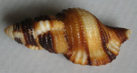 Cymatium flaveolum, (Röding, P.F., 1798)