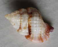 Gyrineum lacunatum, (Mighels, 1845)