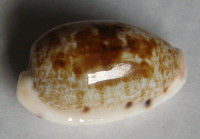 Cypraea pellucens polynesiana 1)  Raybaudi, 1992