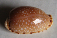 Cypraea labrolineata Gaskoin, 1849