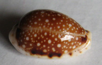 Cypraea labrolineata f. melanica, T. Cossignani, 2015