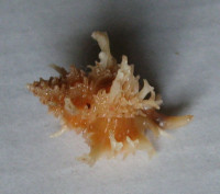 Favartia pelepili  D´Atilio&Bartsch, 1980