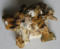 Xenophora granulosa  Ponder, 1983