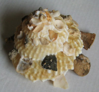 Xenophora granulosa 3)  Ponder, 1983