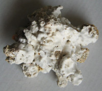 Xenophora cerea torrida, Kuroda & Ito, 1961