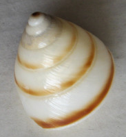 Sasakina priarieana, Rensch, 1938