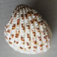 Cardites antiquatus  (Linnaeus, 1758)
