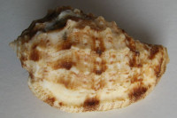 Morum dennisoni  Reeve 1842