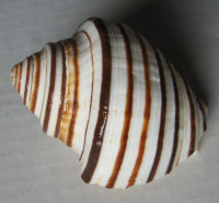 Opeatostoma pseudodon 1)  Burrows, 1815