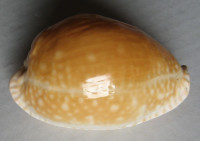 Cypraea guttata azumai, Schilder, 1960