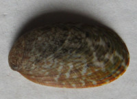 Stomatella planulata  Lamarck, 1816