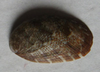 Stomatella planulata  Lamarck, 1816