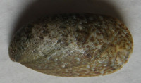 Stomatella planulata  Lamarck, 1816
