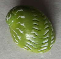 Smaragdina rangiana, (Récluz, 1841) 