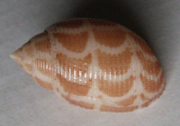 Acteon fabreanus  Crosee, 1874