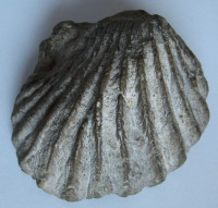 Cameleolopha belliplicata  (Shumard 1860) 