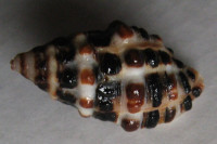 Morula musiva  (Kiener, 1835)