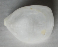 Brachiopoda, Campages asthenia (Dall, 1920)