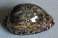 Cypraea arabica, Linnaeus, 1758