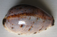 Cypraea lynx 1)  (Linnaeus, 1758)