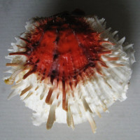 Spondylus varius, (Sowerby, 1838) 