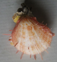 Spondylus occidens f. jamarci T.A. Okutani, 1983
