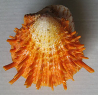 Spondylus setiger,  Reeve, 1856