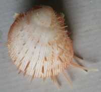 Spondylus occidens f. jamarci 1)   T.A. Okutani, 1983