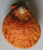 Spondylus cruentus Lischke, 1868