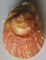 Spondylus cruentus Lischke, 1868