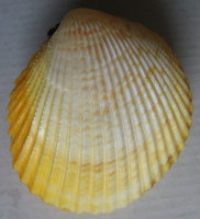 Trachycardium unicolor (G. B. Sowerby II, 1834