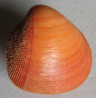 Nemocardium bechei  Reeve,1847