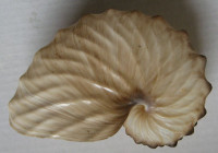 Argonauta hians, Lighfoot, 1786