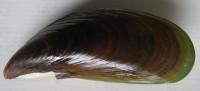 Perna viridisa Linnaeus, 1758 Mytilidae