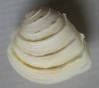 Clausinella calophylla 1)  Philippi, 1836
