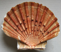 Pecten jacobaeus , Linnaeus, 1758