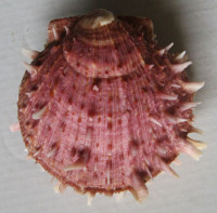 Spondylus gaederopus, Linnaeus, 1758