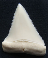 Žraločí zub – Carcharhinus carcharias