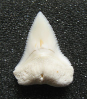 Žraločí zub –  Carcharhinus carcharias