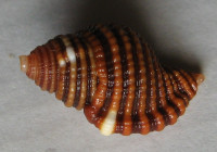 Cymatium (Septa) peasei    Beu, 1987