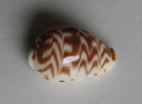 Cypraea diluculum virginalis, Schilder & Schilder, 1938 