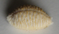 Cypraea nucleus gemmosa 1)  (Perry, 1811)