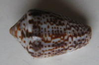 Conus puncticulatus Hwass, 1792