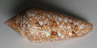Conus gloriamaris, Chemnitz, 1777 (Sláva moří)