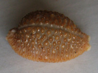 Cypraea nucleus  Linnaeus, 1758