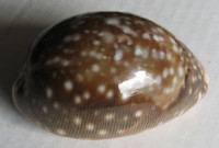 Cypraea vitellus, (Linnaeus, C., 1758)