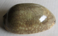 Cypraea eglantina 1) GREEN, (Duclos, 1833)